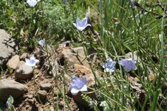 Wahlenbergia krebsii
