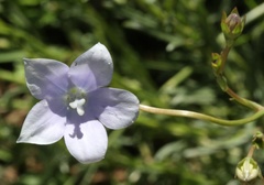 Wahlenbergia krebsii