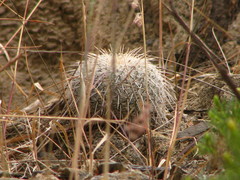 Mammillaria parkinsonii