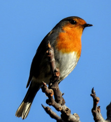 Erithacus rubecula
