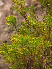 Dyscritothamnus filifolius