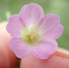 Geranium caffrum