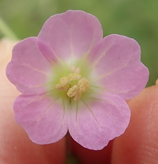 Geranium caffrum