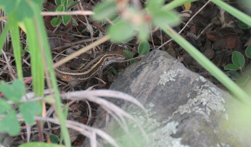 Liolaemus ramirezae