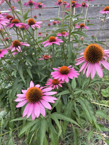 Echinacea