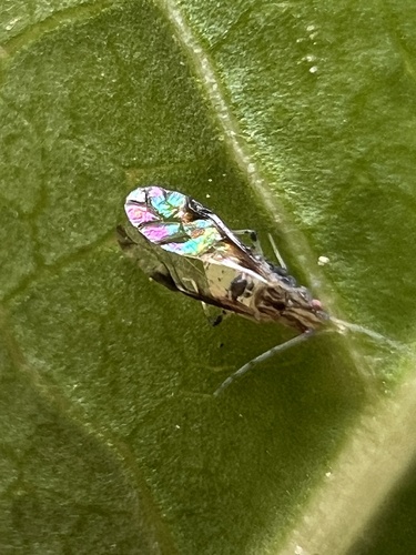 Crapemyrtle Aphid photo 4