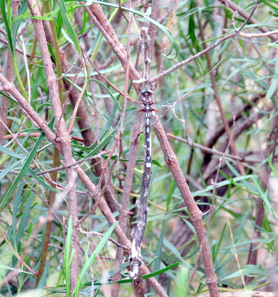 Gomphomacromia nodisticta
