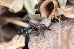 Phyxelididae