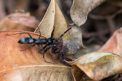 Phyxelididae
