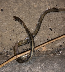 Coelognathus radiatus