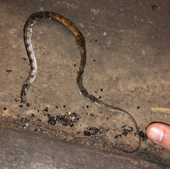 Coelognathus radiatus