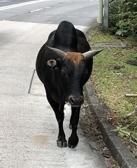 Bos
