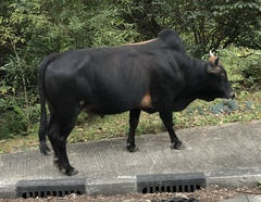 Bos