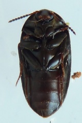 Synstrophus repandus