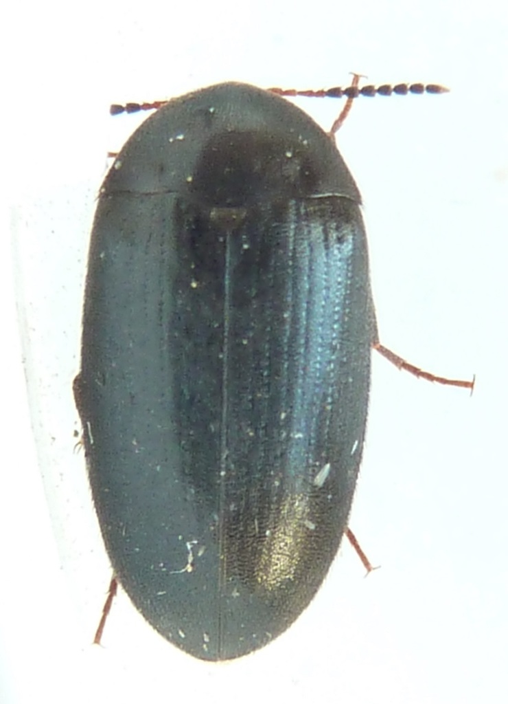 Synstrophus