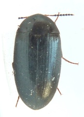 Synstrophus repandus