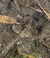 Quasipaa exilispinosa