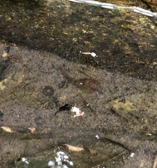 Quasipaa exilispinosa