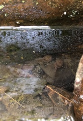 Quasipaa exilispinosa