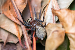 Phyxelididae