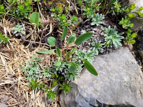Image of Saxifraga crustata by (c) ahabo, some rights reserved (CC BY)