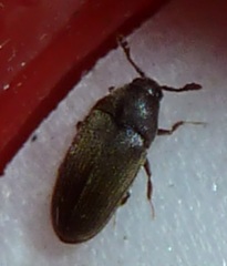 Trixagus carinicollis