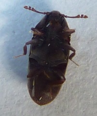 Trixagus carinicollis