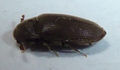 Trixagus carinicollis