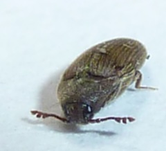 Trixagus carinicollis