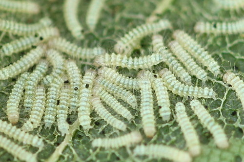 Scarce Merveille du Jour