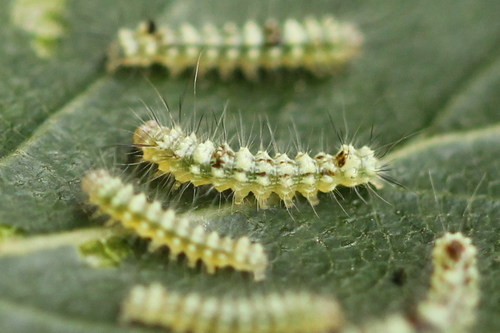 Scarce Merveille du Jour