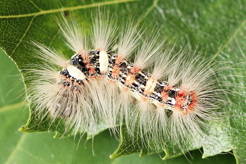 Scarce Merveille du Jour