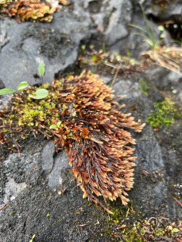 Orthothecium chryseon observed 2023-06-28