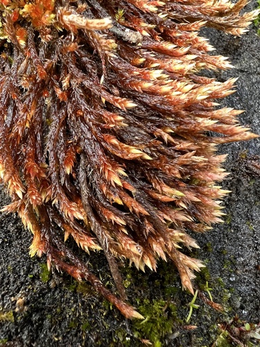 Orthothecium chryseum