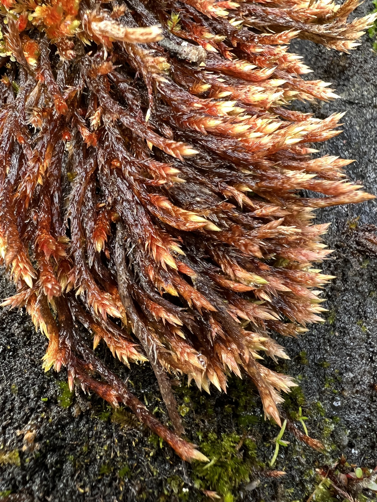 Orthothecium chryseum