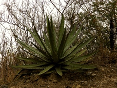 Agave xylonacantha