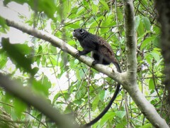 Black Tamarin photo 2