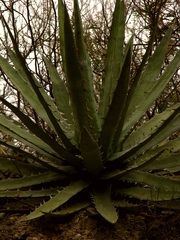 Agave xylonacantha