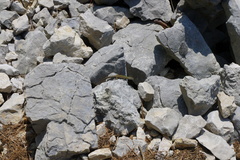 Podarcis melisellensis