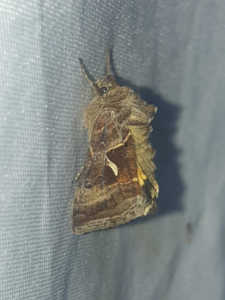 Mountain Beauty Moth