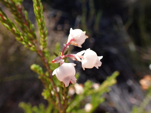 Image of Ring Heath (Erica syngenesia) by (c) Ren Hoekstra, some rights reserved (CC BY)