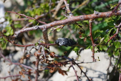 Capnodis tenebrionis