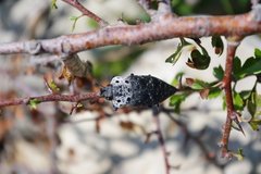 Capnodis tenebrionis