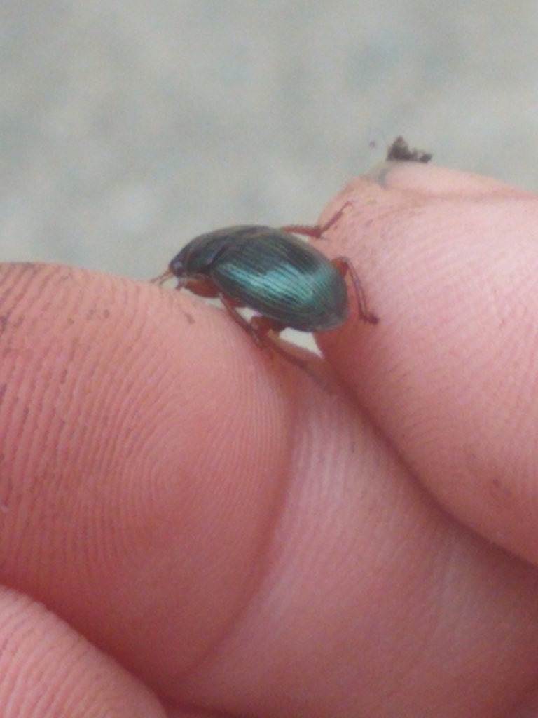 Harpalus from Oak Hill, Newton, MA, USA on June 28, 2023 at 0430 PM by