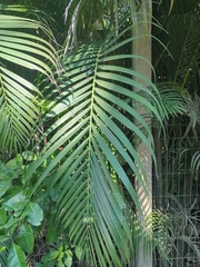 Dypsis lutescens image