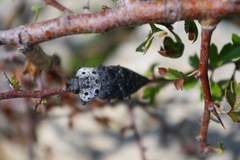 Capnodis tenebrionis