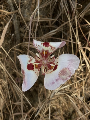 iNaturalist observation photo of Butterfly Mariposa Lily