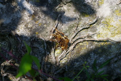 Asilus crabroniformis