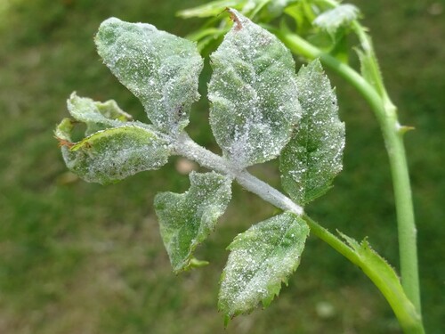 Rose Powdery Mildew