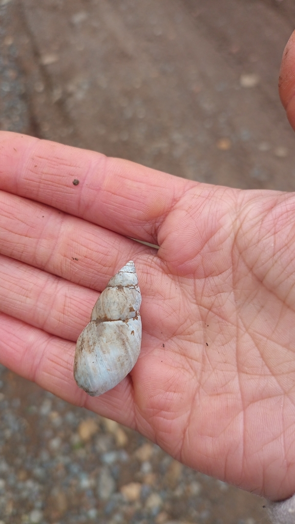 Plectostylus punctulifer